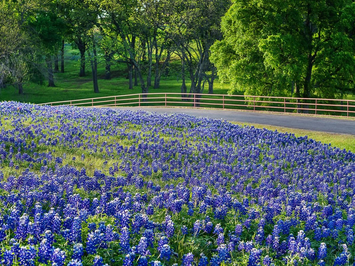 bluebonnets.jpg